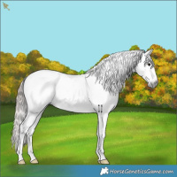Horse Color:Gray Brown Sabino Splash Appaloosa 