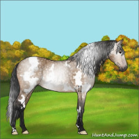 Horse Color:Gray White Spotted Bay Dun 