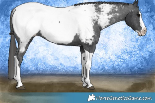 Horse Color:Black Splash Tobiano Appaloosa 