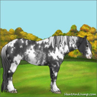 Horse Color:White Spotted Black Sabino Rabicano 