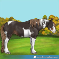 Horse Color:Liver Chestnut Sabino Tobiano