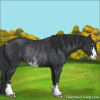 Horse Color:Black Sabino Rabicano