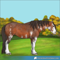 Horse Color:Bay Sabino Appaloosa