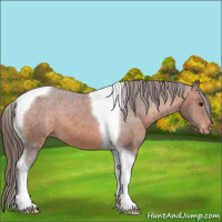Horse Color:Bay Sabino Tobiano Appaloosa 