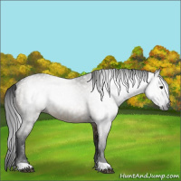 Horse Color:Gray Buckskin Dun Rabicano