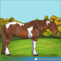 Horse Color:Chestnut Tobiano Rabicano 