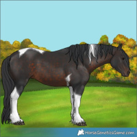 Horse Color:Brown Tobiano 