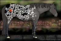 Horse Color:Black Appaloosa