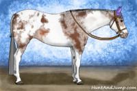 Horse Color:White Spotted Bay Tobiano Frame Appaloosa 