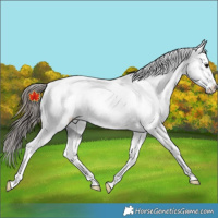 Horse Color:Black Tobiano Appaloosa 