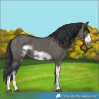 Horse Color:Grullo Sabino Frame