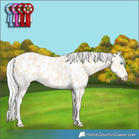 Horse Color:Cremello Appaloosa 