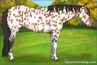 Horse Color:Bay Tobiano Appaloosa 
