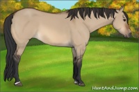 Horse Color:Bay Dun Sabino Rabicano