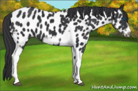 Horse Color:Black Tobiano Frame Appaloosa 