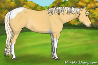 Horse Color:Palomino Tobiano Rabicano 