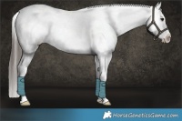 Horse Color:Liver Red Dun Appaloosa Brindle 