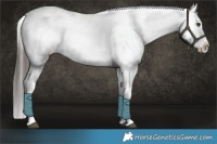 Horse Color:Liver Red Dun Appaloosa Brindle 