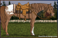 Horse Color:Chestnut Appaloosa 