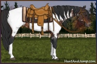 Horse Color:Brown Appaloosa 