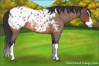 Horse Color:Bay Roan Splash Appaloosa 