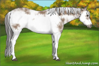 Horse Color:Bay Dun Sabino Splash Frame Rabicano 