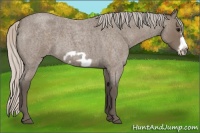 Horse Color:Silver Blue Roan Frame 