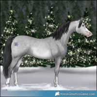 Horse Color:Amber Champagne Chinchilla 