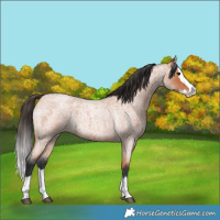 Horse Color:Bay Roan Splash 