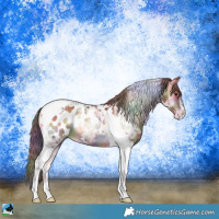 Horse Color:Nacre Red Onyx Ice Sabino Tobiano Appaloosa