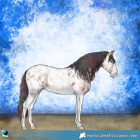 Horse Color:Nacre Bay Ice Onyx Sabino Tobiano Appaloosa