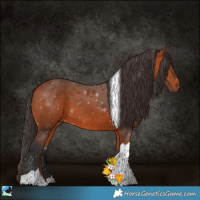 Horse Color:Bay Tobiano 