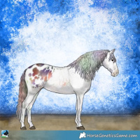 Horse Color:Nacre Bay Ice Onyx Sabino Appaloosa 