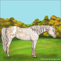 Horse Color:Red Dun Appaloosa 
