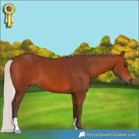 Horse Color:Silver Brown 