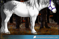 Horse Color:White Spotted Black Sabino Rabicano 