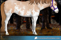 Horse Color:Bay Pearl Sabino 