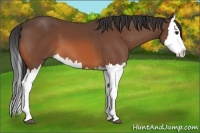 Horse Color:Bay Splash