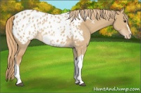 Horse Color:Red Dun Appaloosa 