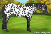 Horse Color:Black Appaloosa