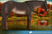 Horse Color:White Spotted Liver Chestnut Rabicano 