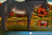 Horse Color:White Spotted Liver Chestnut Rabicano 
