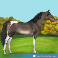 Horse Color:Brown Dun Tobiano 
