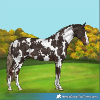 Horse Color:White Spotted Liver Chestnut