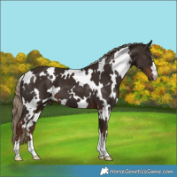 Horse Color:White Spotted Liver Chestnut 