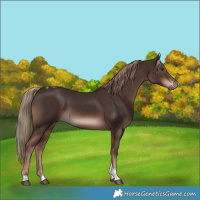 Horse Color:Liver Chestnut Tobiano 
