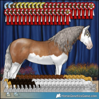 Horse Color:Gray Silver Amber Champagne Splash 