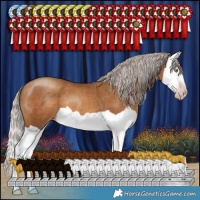 Horse Color:Gray Silver Amber Champagne Splash