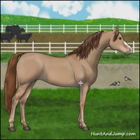 Horse Color:Red Dun 