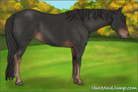 Horse Color:Liver Chestnut 